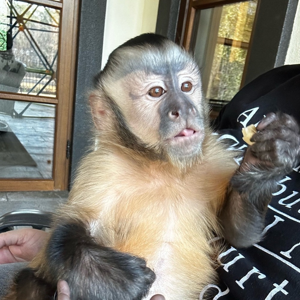 Monkeymom73 is live!!! Like this listing to get notified ☀️🐵☀️🐵 - Picture 4 of 13
